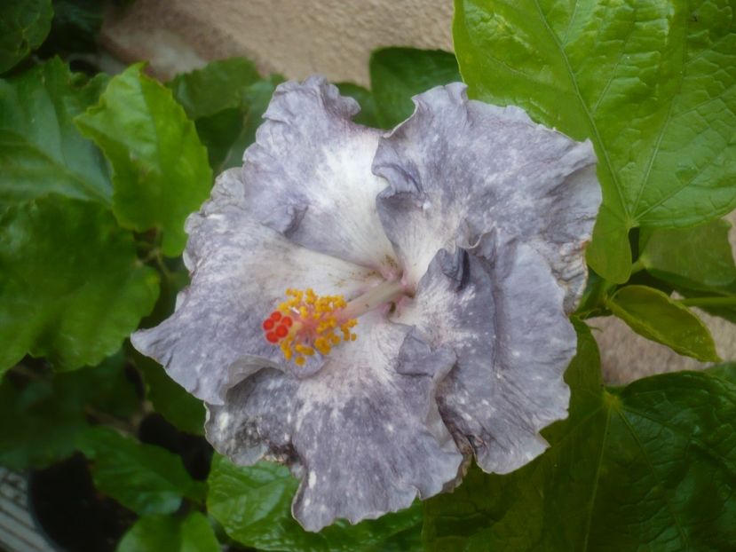 P1500111 - HIBISCUSI 2021-3