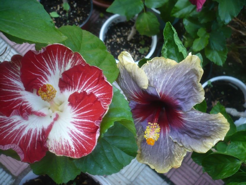 P1500116 - HIBISCUSI 2021-3