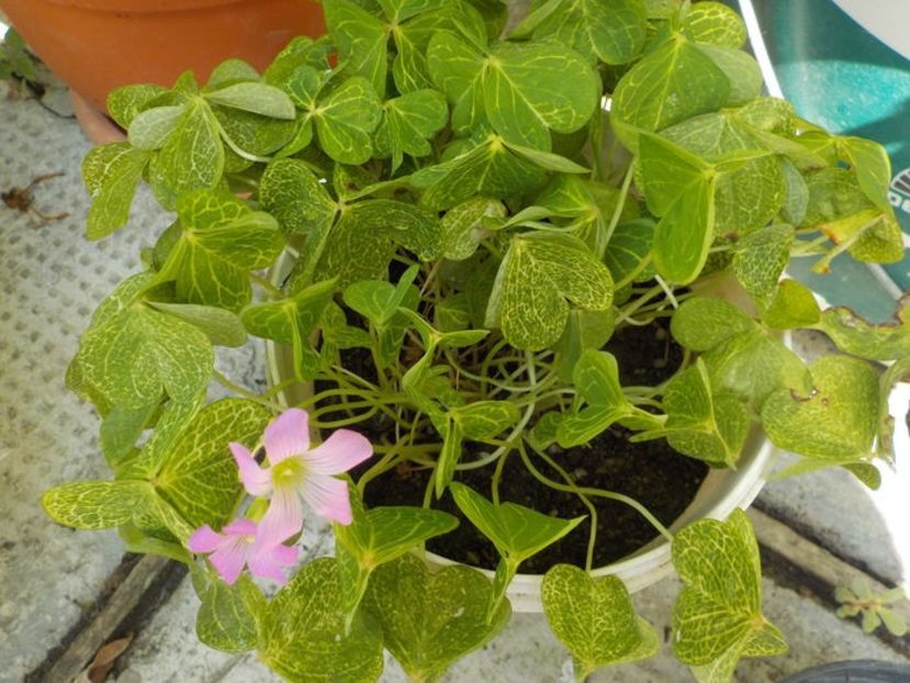  - oxalis corimbosa aureo