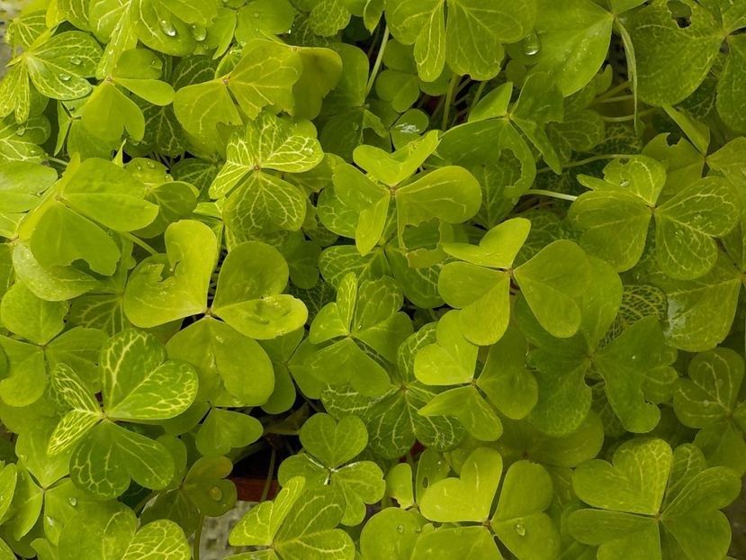  - oxalis corimbosa aureo