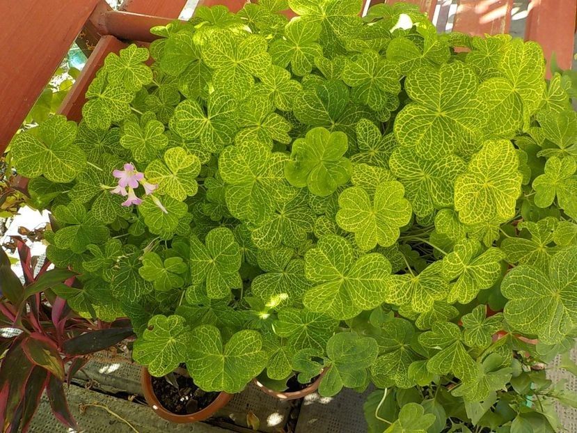  - oxalis corimbosa aureo