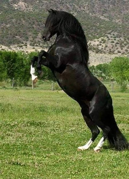  - Cai animale nobile