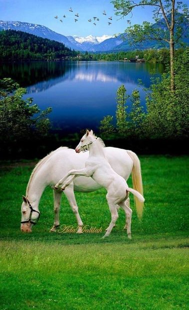  - Cai animale nobile