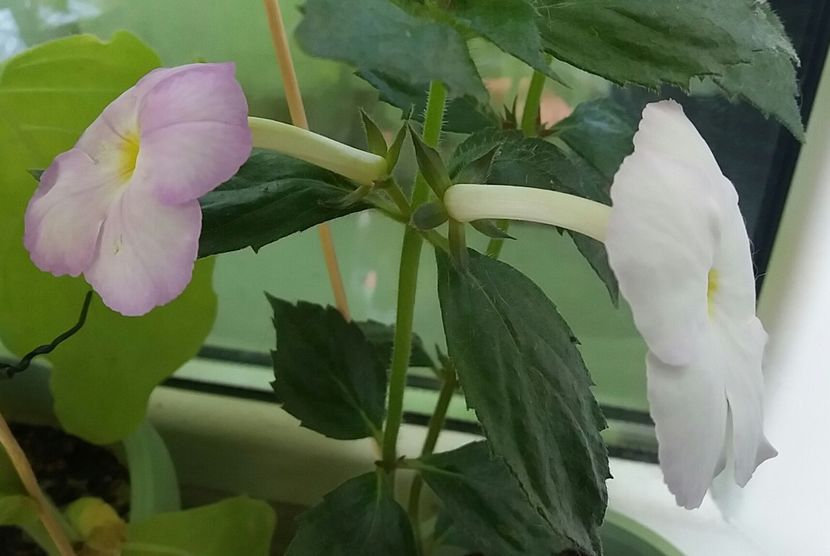 Big weiss - Achimenes varietati - drumul florilor