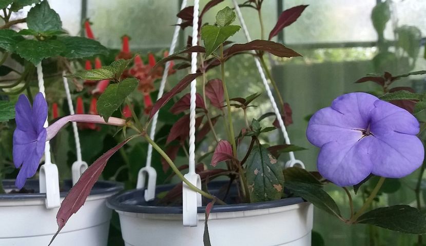  - Achimenes varietati - drumul florilor