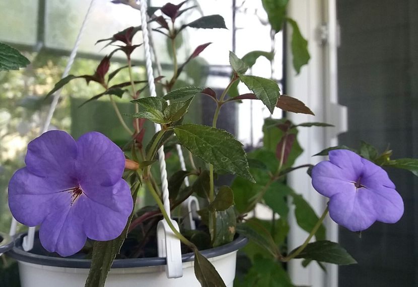  - Achimenes varietati - drumul florilor