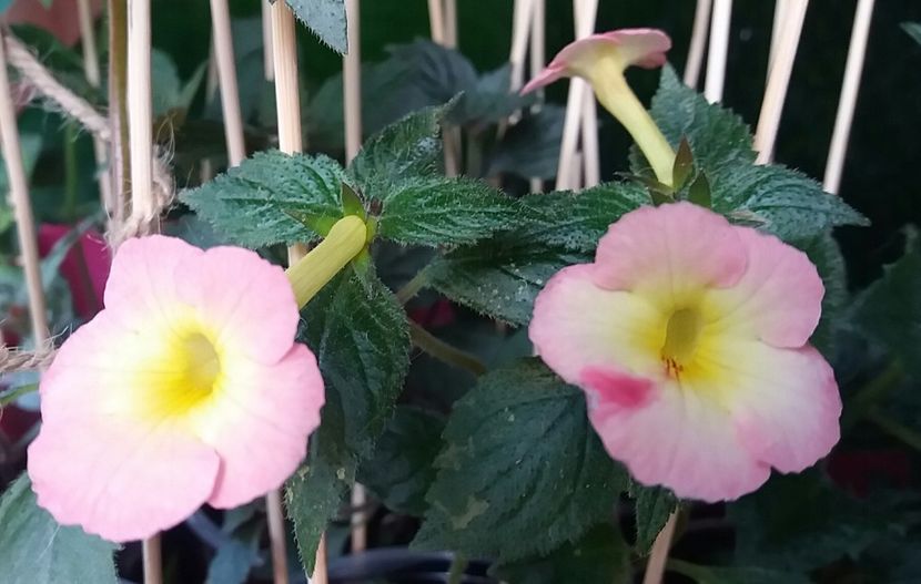  - Achimenes varietati - drumul florilor