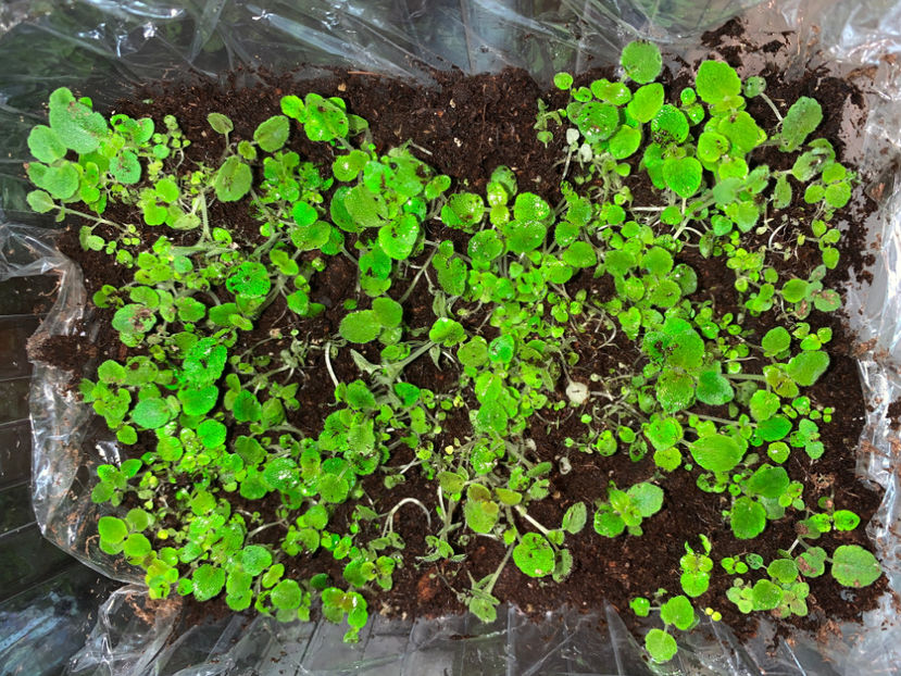 dupa R5 - Gloxinia 2021