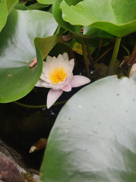 Nymphaea rosea - De ce iubesc eu BaileFelix