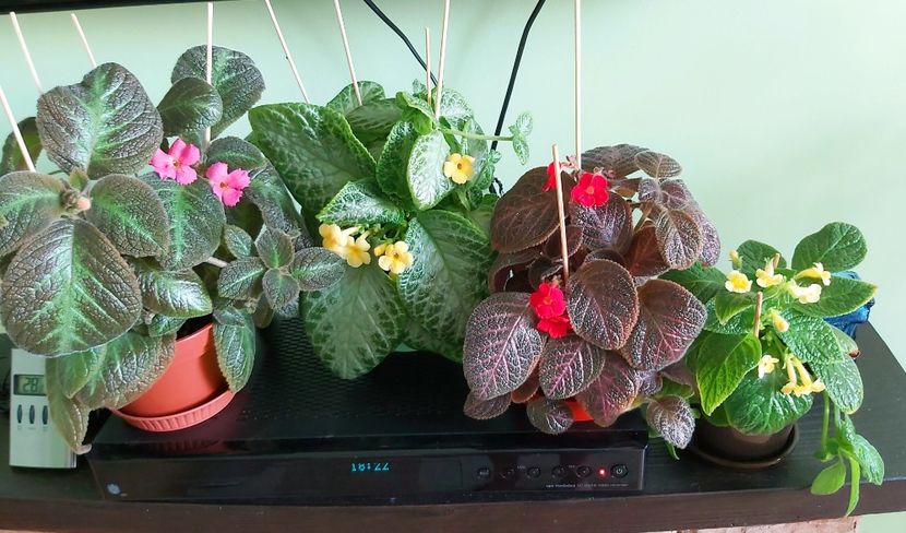 26.07 Jim's Canadian Sunset, My Precious, Kee Wee, Tropical Topas - Episcii 2021