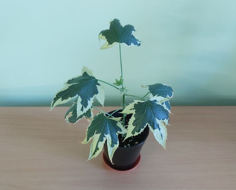 17.07 - Abutilon variegat 2021