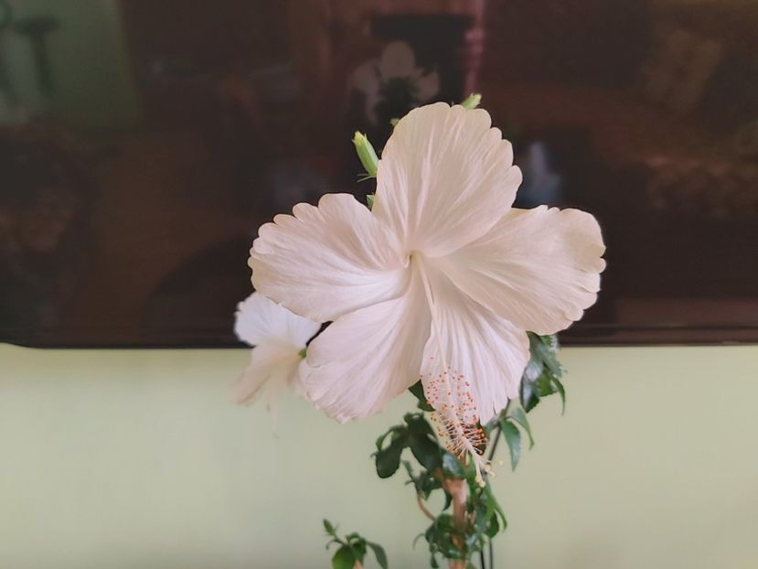 10.07 Swan Lake - Hibiscusi 2021