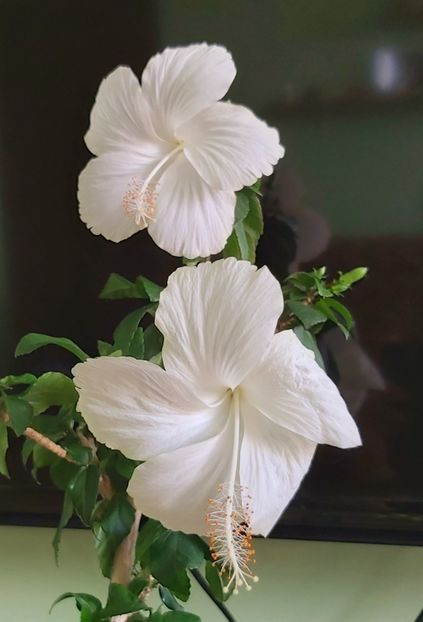 25.07 - Hibiscusi 2021