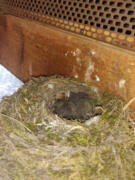 măcăleandru_cuib - Gradina si terasa PrimaLuce_6-Animalutele noastre