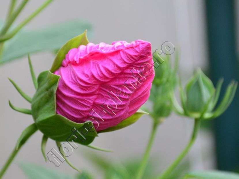 hibiscus Mauvelous - Flori gradina