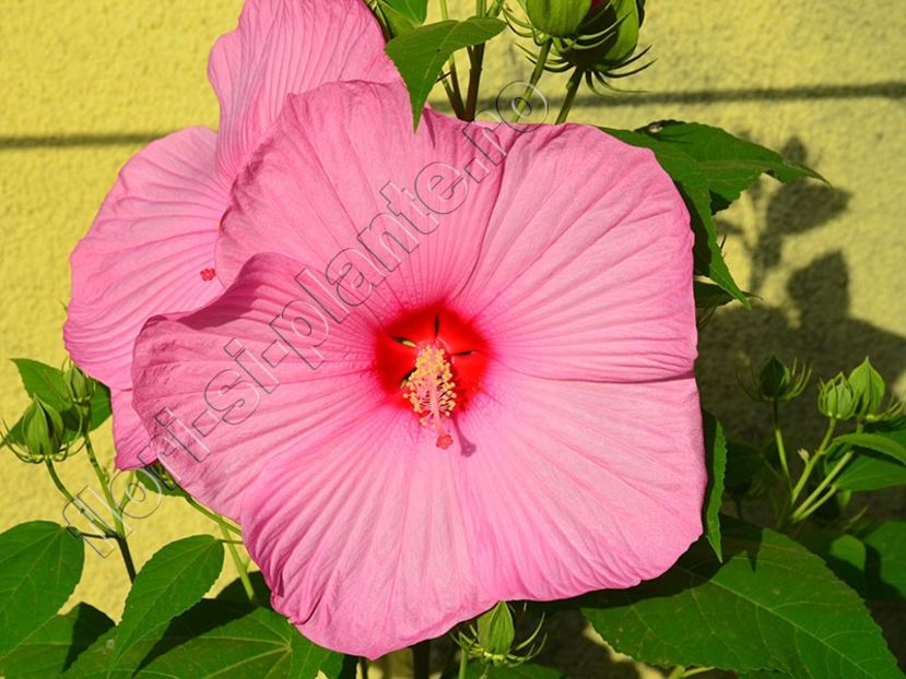 hibiscus Mauvelous - Flori gradina