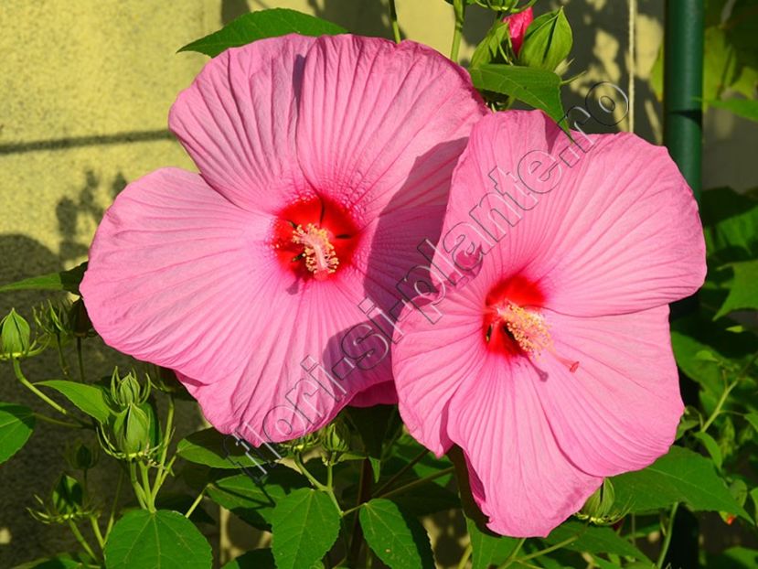 hibiscus Mauvelous - Flori gradina