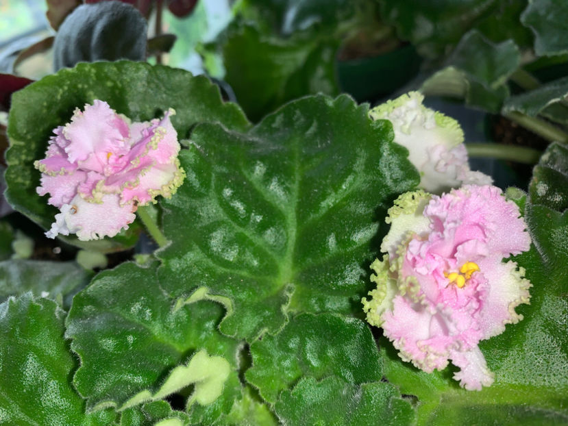  - Plante de interior 2021