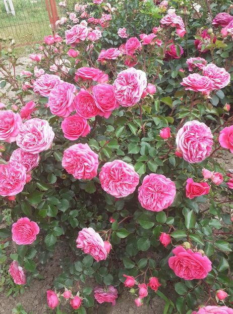  - Baronesse floribunda Tantau -2019-2020