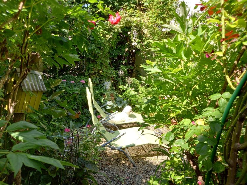 11iulie2021 - Grădina 2021 continuare 2