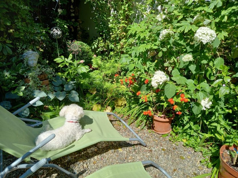  - Grădina 2021 continuare 2