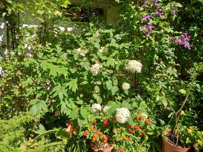  - Grădina 2021 continuare 2