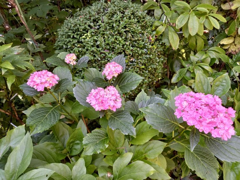  - Grădina 2021 continuare 2