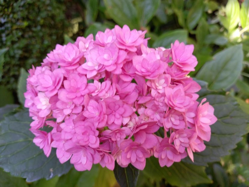  - Grădina 2021 continuare 2