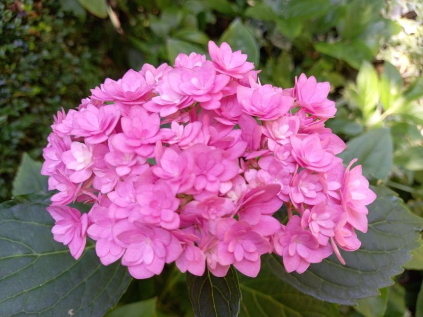  - Grădina 2021 continuare 2