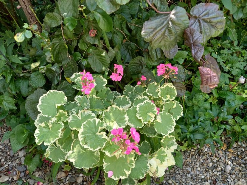  - Grădina 2021 continuare 2