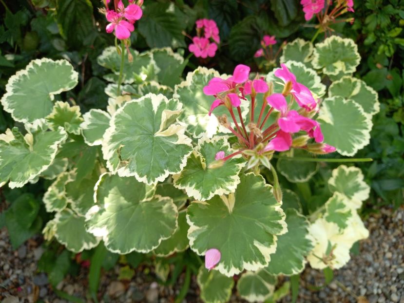  - Grădina 2021 continuare 2