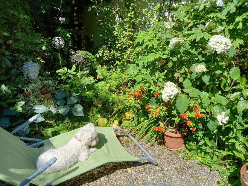  - Grădina 2021 continuare 2