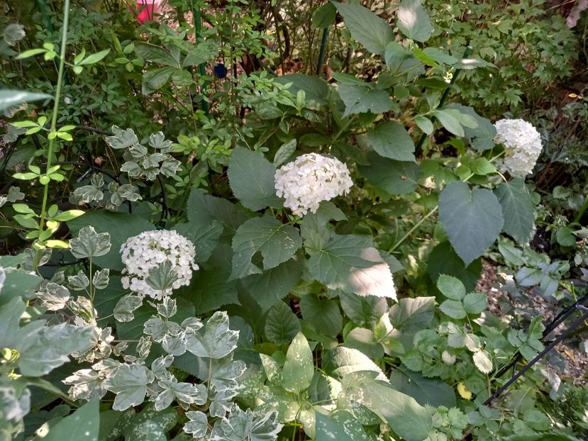  - Grădina 2021 continuare 2