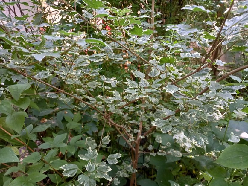  - Grădina 2021 continuare 2