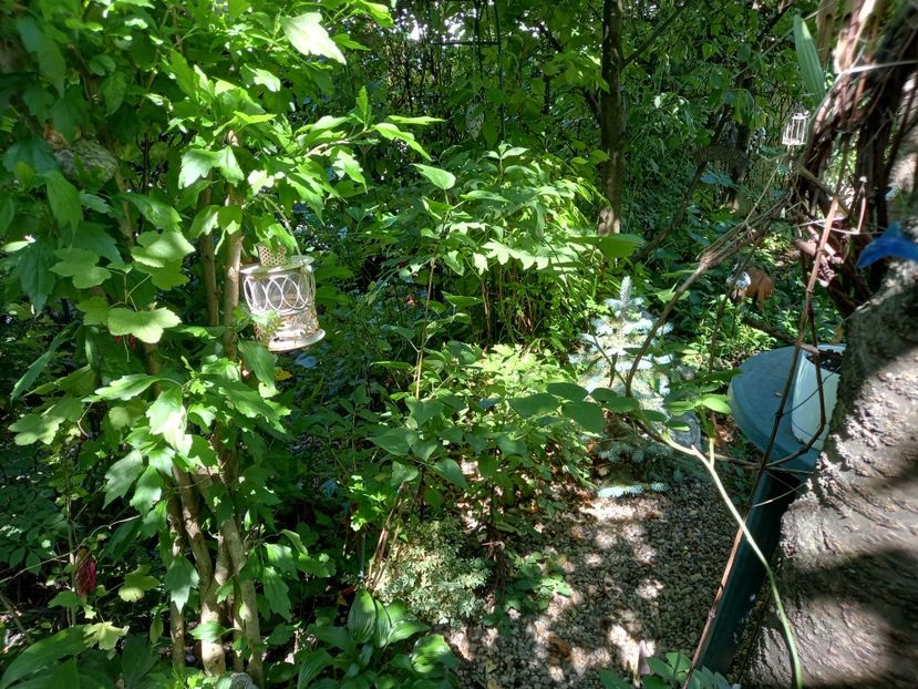  - Grădina 2021 continuare 2