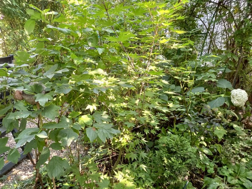  - Grădina 2021 continuare 2