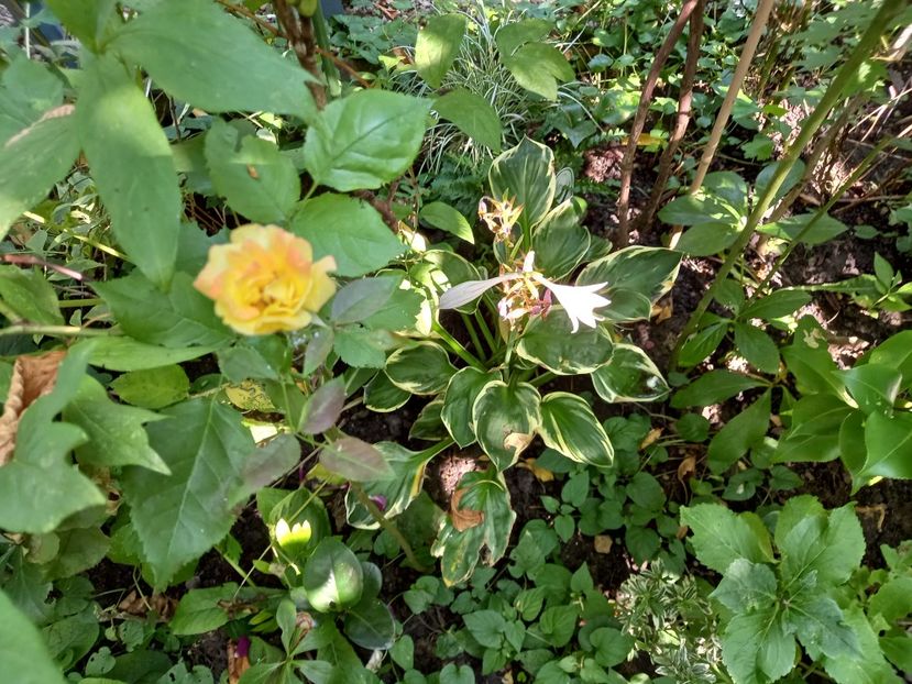  - Grădina 2021 continuare 2