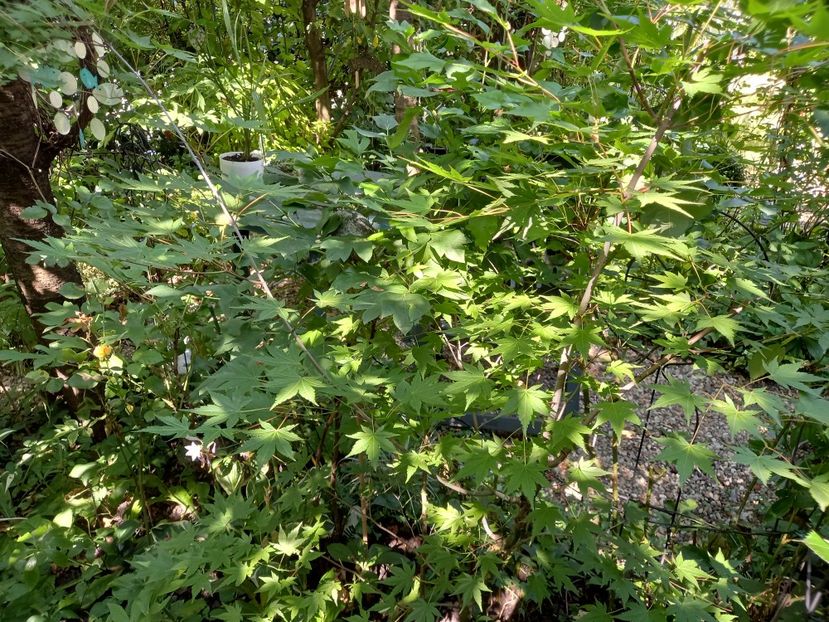  - Grădina 2021 continuare 2