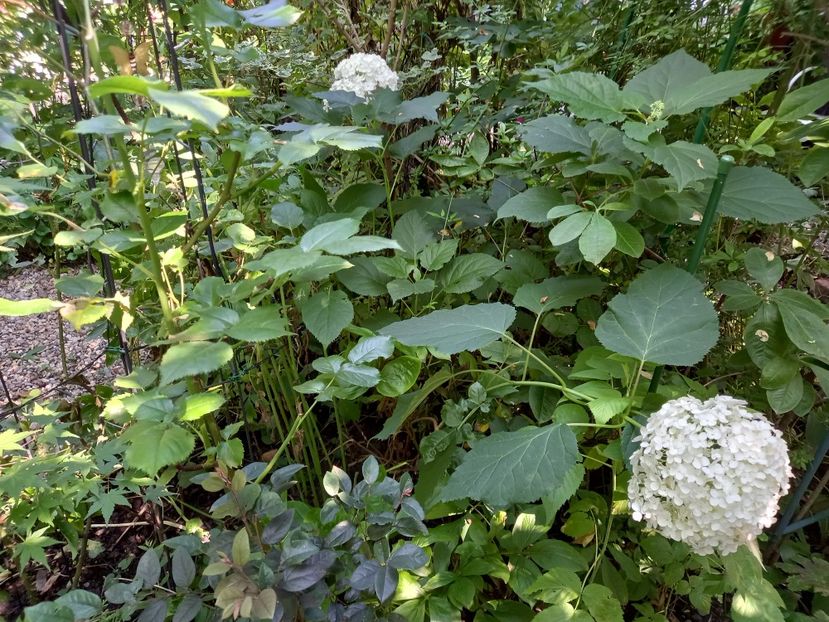  - Grădina 2021 continuare 2