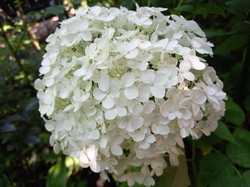  - Grădina 2021 continuare 2