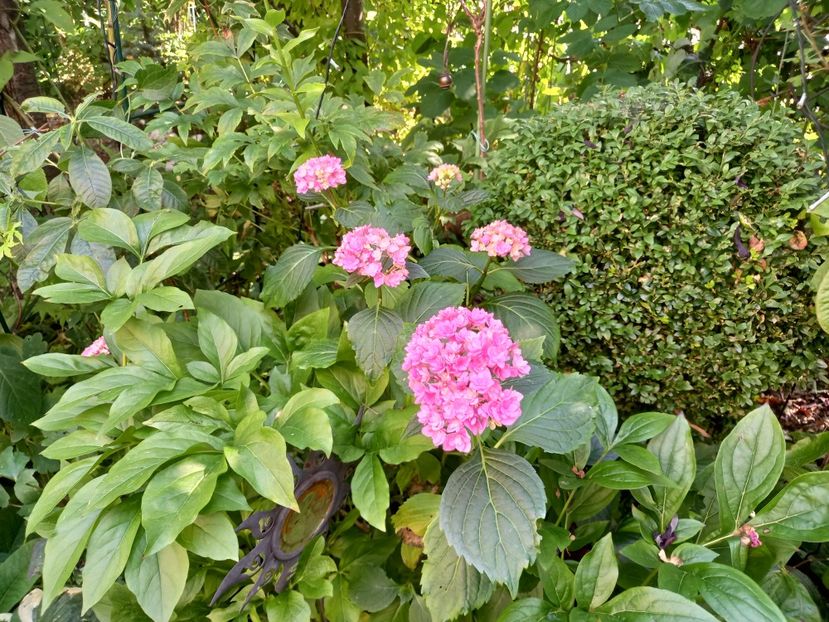  - Grădina 2021 continuare 2