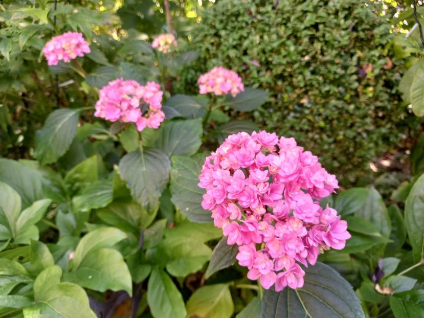  - Grădina 2021 continuare 2