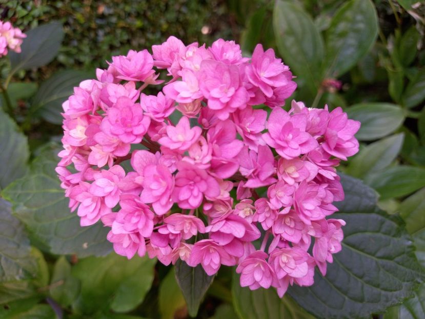  - Grădina 2021 continuare 2