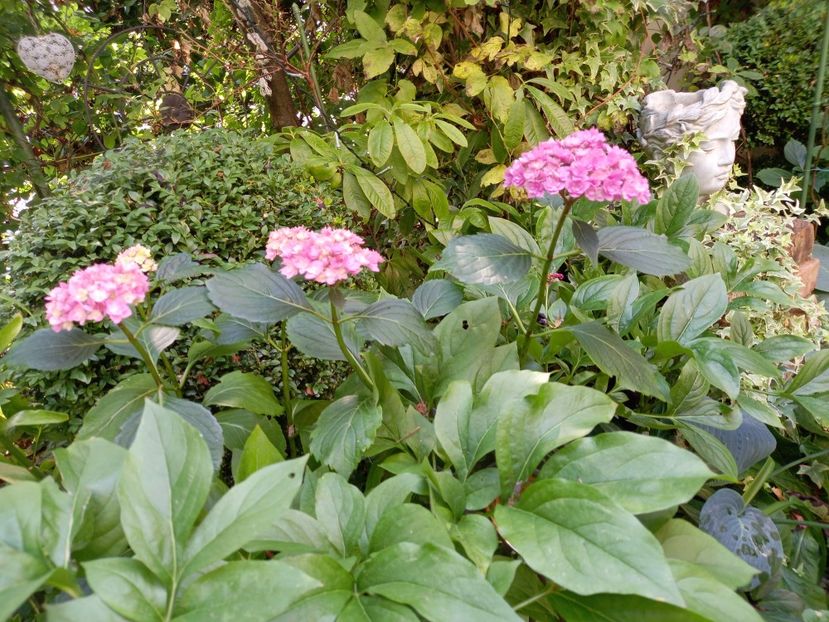  - Grădina 2021 continuare 2