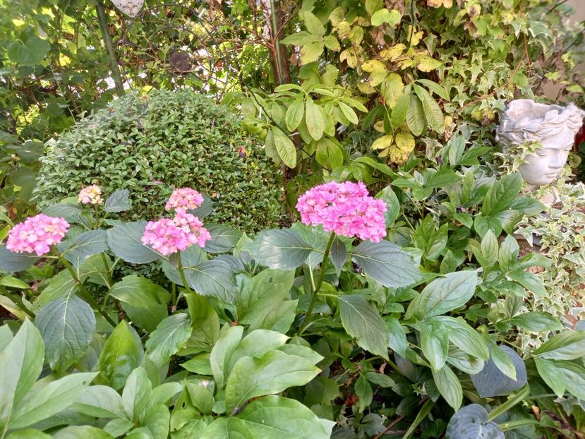  - Grădina 2021 continuare 2