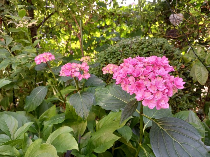  - Grădina 2021 continuare 2