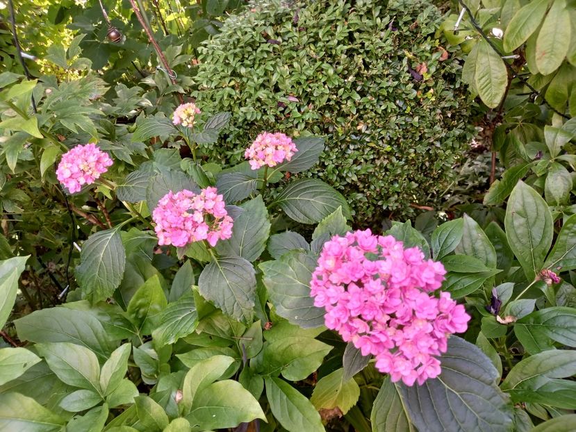  - Grădina 2021 continuare 2