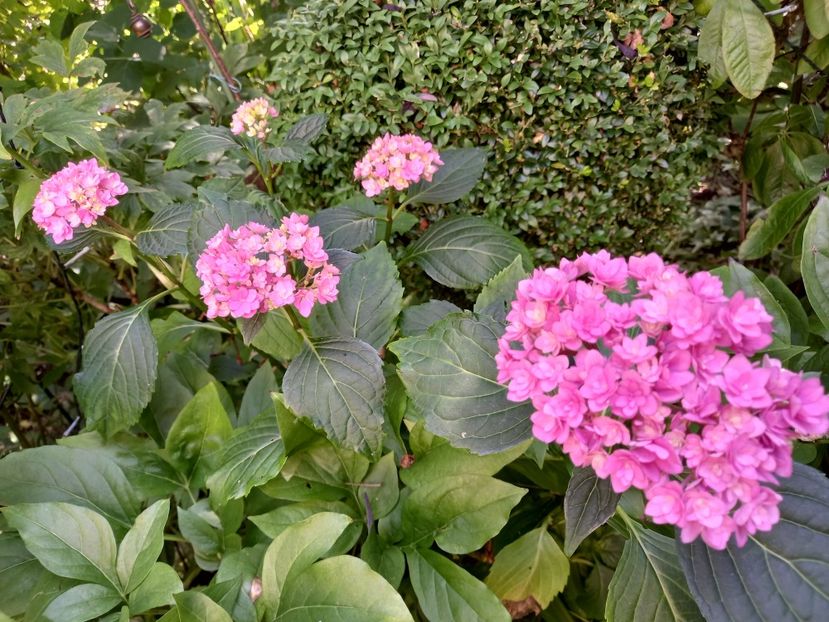  - Grădina 2021 continuare 2