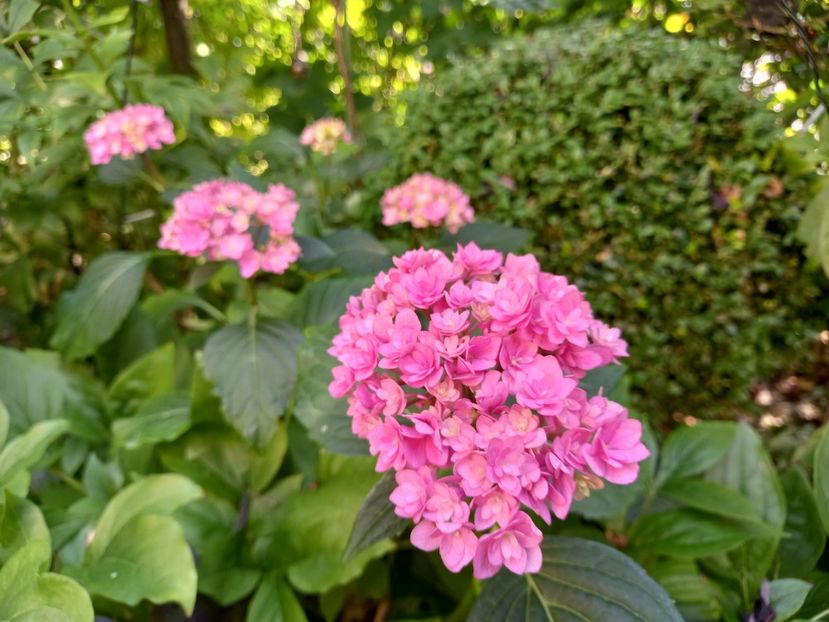  - Grădina 2021 continuare 2