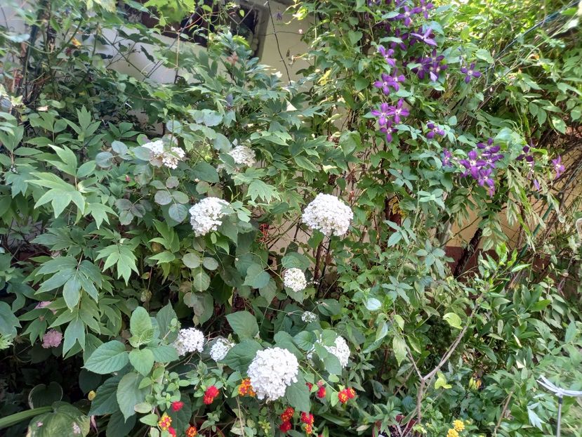  - Grădina 2021 continuare 2